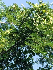 Chiroxiphia linearis