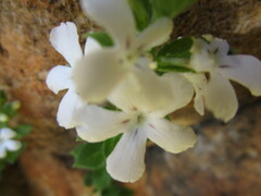 Chaenostoma decipiens