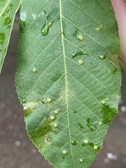 Caryomyia hirtidolium