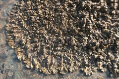 Xanthoparmelia pulla