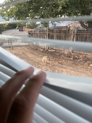 Canis latrans