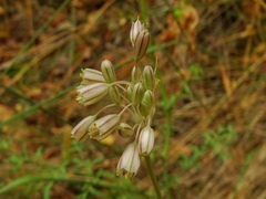 Allium pallens
