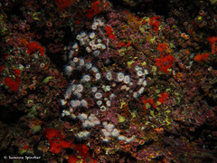 Polycyathus muellerae