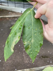 Caryomyia hirtidolium