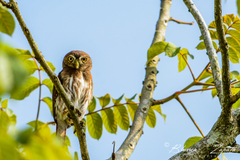 Glaucidium brasilianum