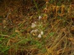 Allium pallens