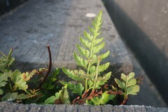 Asplenium adiantum-nigrum