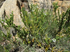 Chaenostoma decipiens