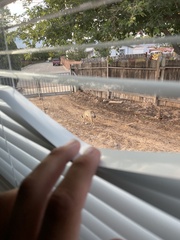 Canis latrans