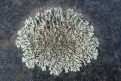 Xanthoparmelia conspersa