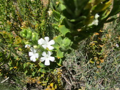 Chaenostoma decipiens