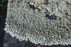 Xanthoparmelia conspersa