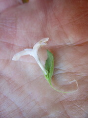 Chaenostoma decipiens