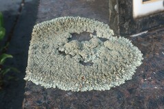 Xanthoparmelia conspersa