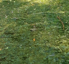 Pelophylax