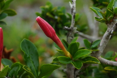 Hyperacanthus amoenus