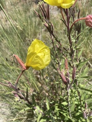 Oenothera elata