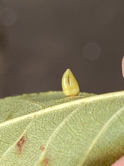 Caryomyia ovalis