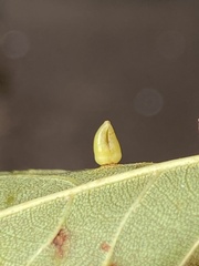 Caryomyia ovalis
