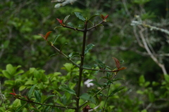 Hyperacanthus amoenus