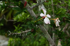 Hyperacanthus amoenus