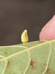 Caryomyia ovalis