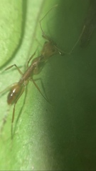 Anochetus micans