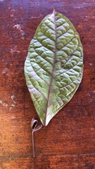 Cordia nodosa