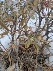 Spinoliva ilicifolia