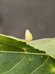 Caryomyia ovalis