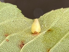 Caryomyia ovalis