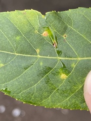 Caryomyia ovalis