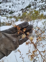 Spinoliva ilicifolia