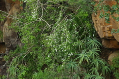 Turraea obtusifolia