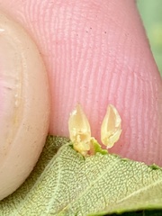 Caryomyia ovalis