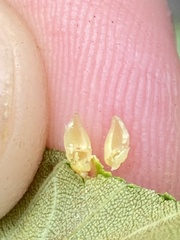 Caryomyia ovalis