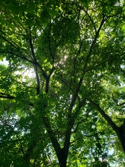 Apeiba tibourbou