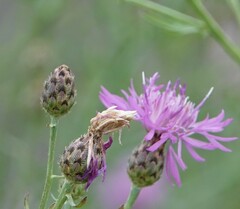 Centaurea stoebe