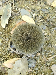 Apeiba tibourbou