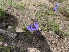 Penstemon glaber