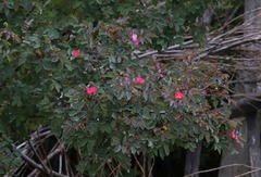 Rosa glauca
