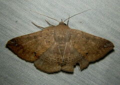 Ericeia congressa