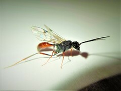 Pristaulacus chlapowskii