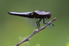 Libellula fulva