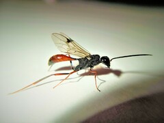 Pristaulacus chlapowskii