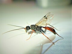 Pristaulacus chlapowskii