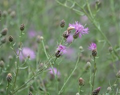 Centaurea stoebe