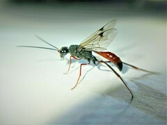 Pristaulacus chlapowskii