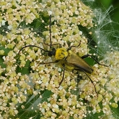 Lepturobosca chrysocoma