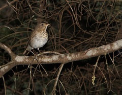 Catharus bicknelli